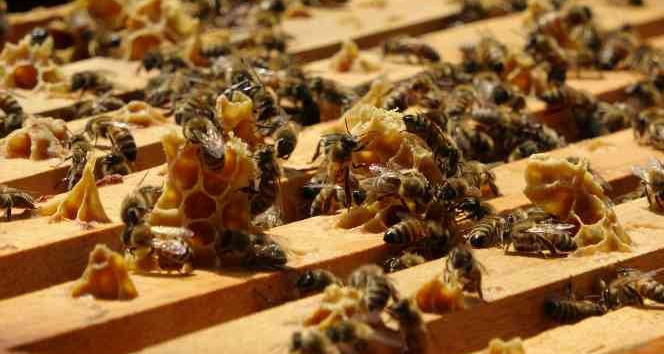 Ordu’da arı ölümleri arttı