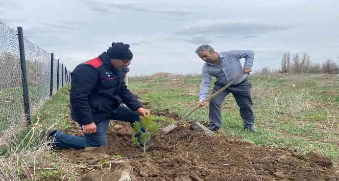Köy derneği 2 bin adet fidan dikti