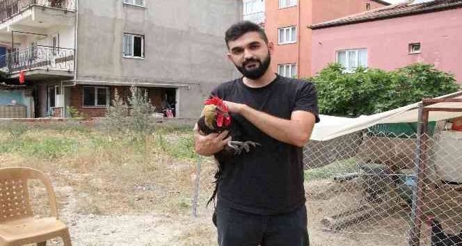 Dünyaya ün salan bayılan horozdan üzen haber