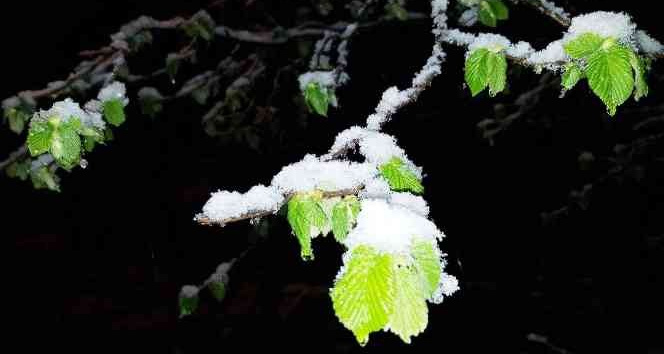 ’Bir gecenizi fındık bahçesinde geçirin’