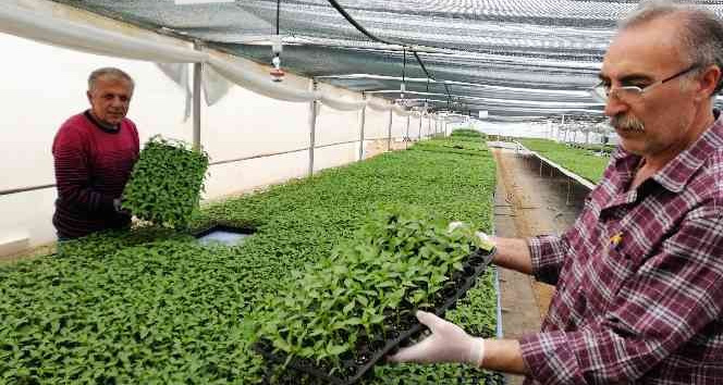 Ata tohumundan üretilen fideye yoğun talep
