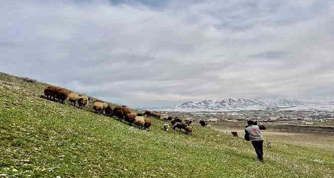 Ağrı’da baharın gelmesiyle koyun sürüleri yaylalara çıkarılmaya başlandı