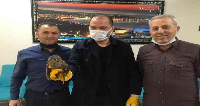 Yaralı halde bulunan İshak kuşu koruma altına alındı