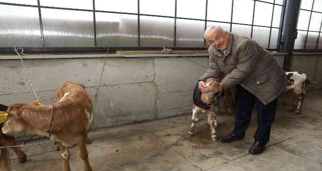 Ordu’da çiftçilere 300 inek dağıtıldı