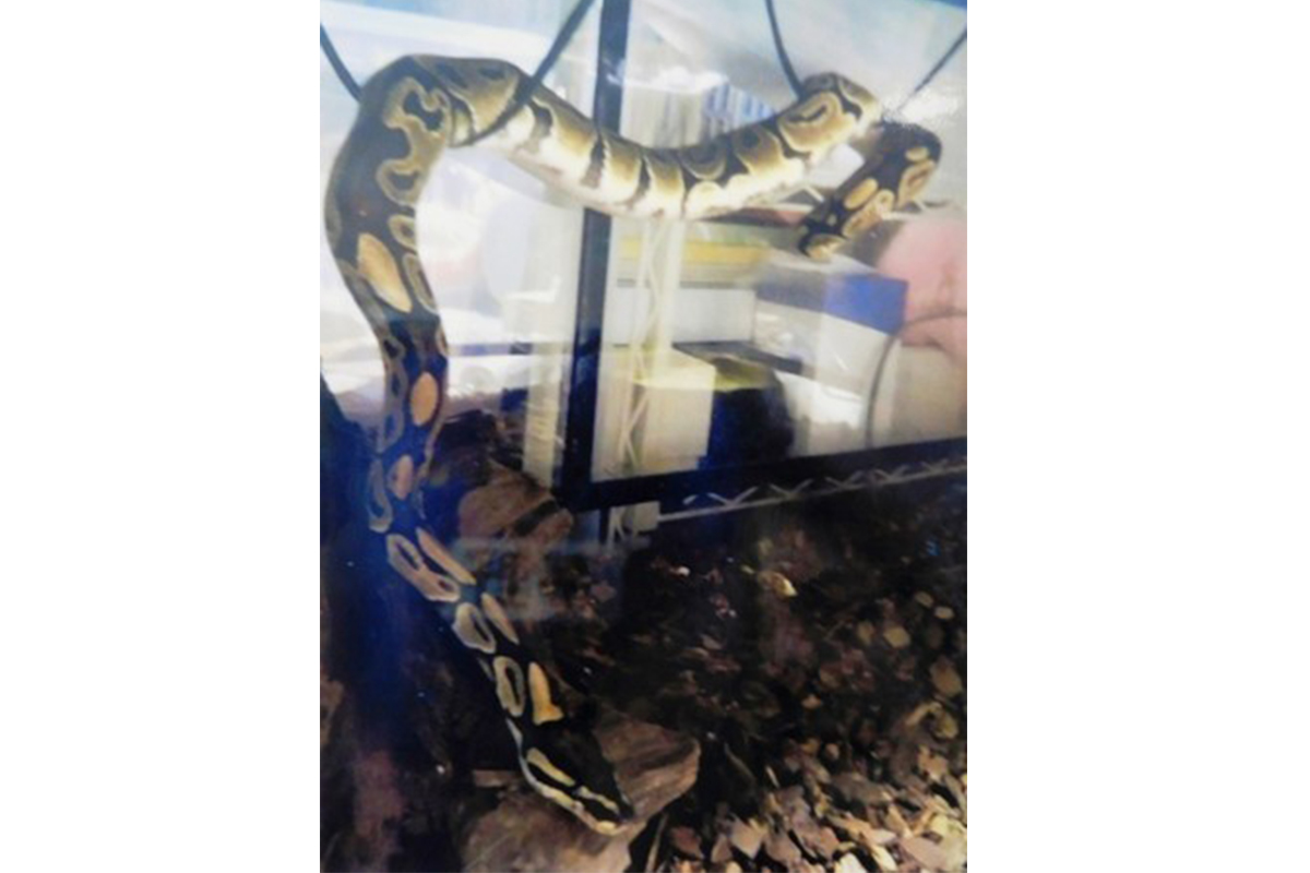 Japonya’da 2 metrelik yılan sahibinden kaçarak kayıplara karıştı