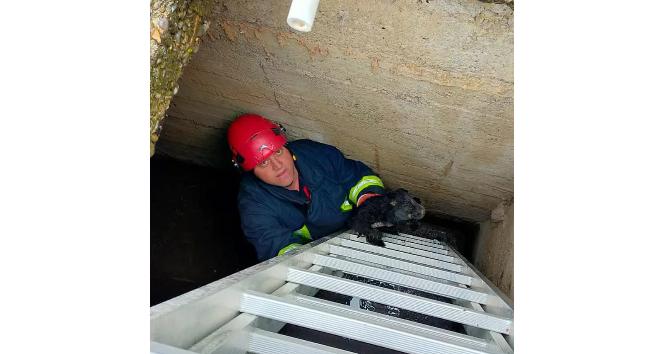 Yalova’da kuyuya düşen yavru köpeği itfaiye kurtardı