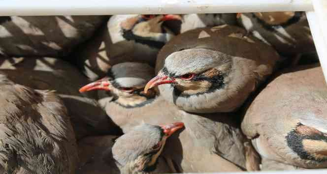 Tunceli’de doğaya 200 kınalı keklik salındı