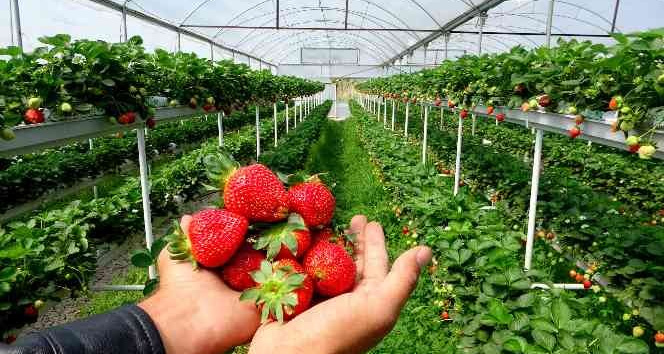Erkenci çileğin kilosu 20 liraya düştü