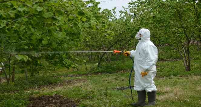 Fındıkta ’kozalak akarı’ ile mücadele başladı