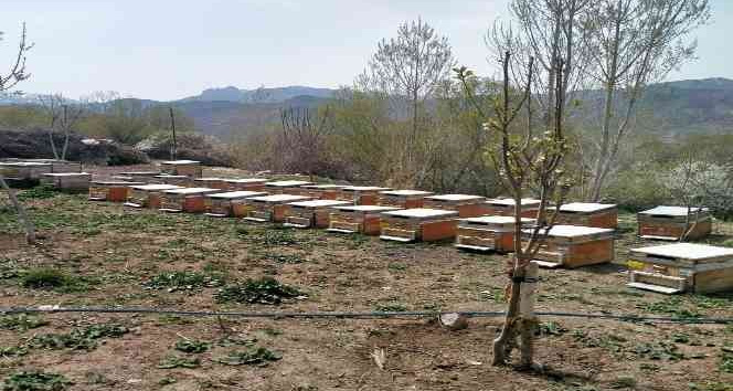 Iğdır’da arı kovanı hırsızlığı: 1 kişi tutuklandı