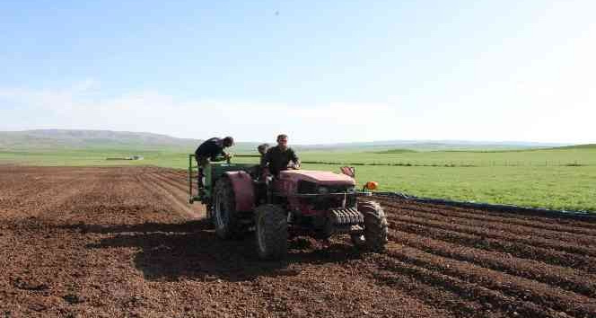 Siirt’te patates tohumu deneme ekimi yapıldı