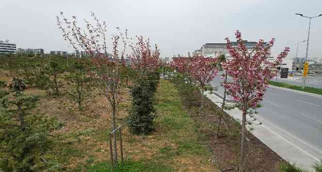 Şehir Hastanesi’nin çiçek açan sakuraları dron görüntülendi