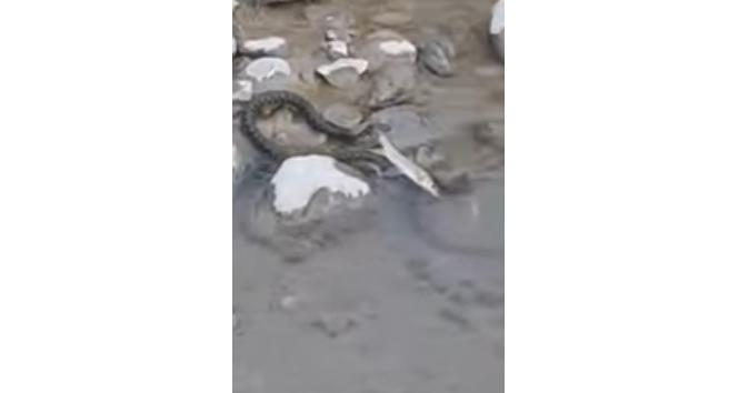 Aras Nehrinde yılanın balık avı görüntülendi