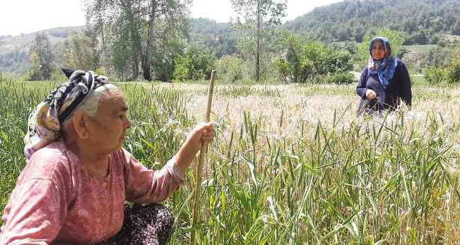 Fatma ninenin buğday tarlasını zehir sıkarak kuruttular