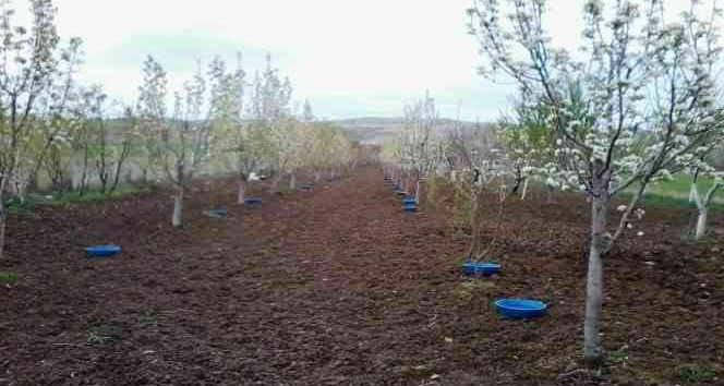 Kütahyalı meyve üreticilerine ’Bakla zınnı’ böceği zararlısıyla mücadele uyarısı
