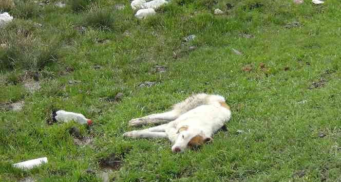 Kars’ta yaralı köpek ölüme terk edildi