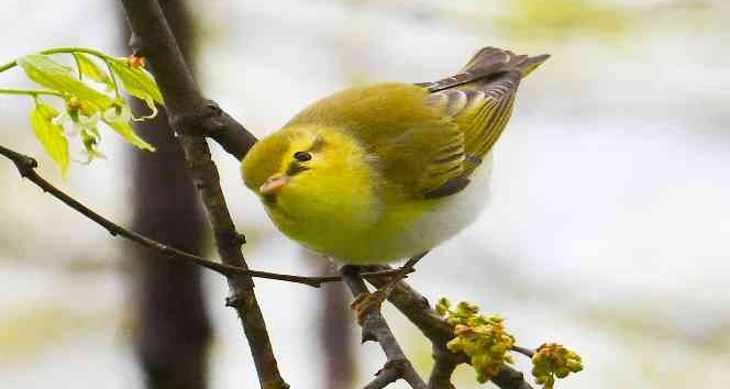 Hersek Lagünü’nde kuş türü 241’e çıktı