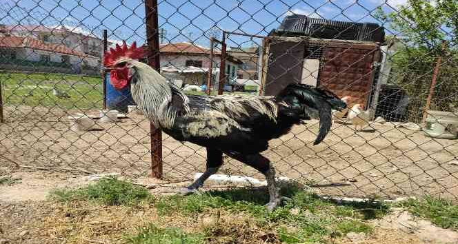Bayılan horozun akrabaları ilgi odağı oldu