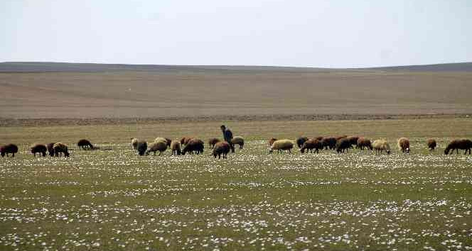 Bayburt’ta yaylalar koyun sürüleriyle renklendi