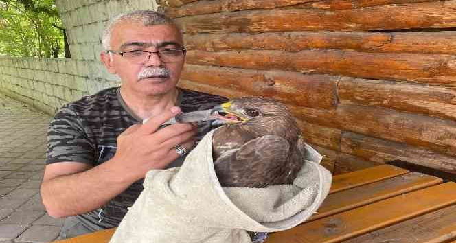 Bitkin halde bulunan şahin tedavi altına alındı