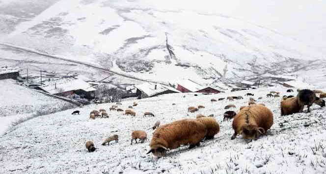 Bayburt - Trabzon arasındaki yaylalarda kar yağışı etkili oldu