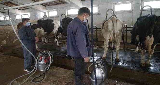 Türkiye’de 2021’de 23 milyon 200 bin 306 ton ton çiğ süt üretildi