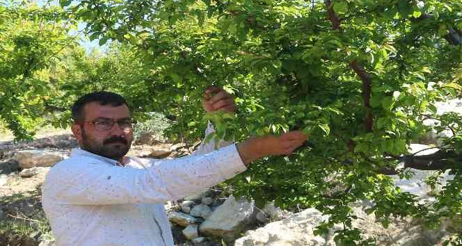 Mersin’de erik altın yılını yaşıyor