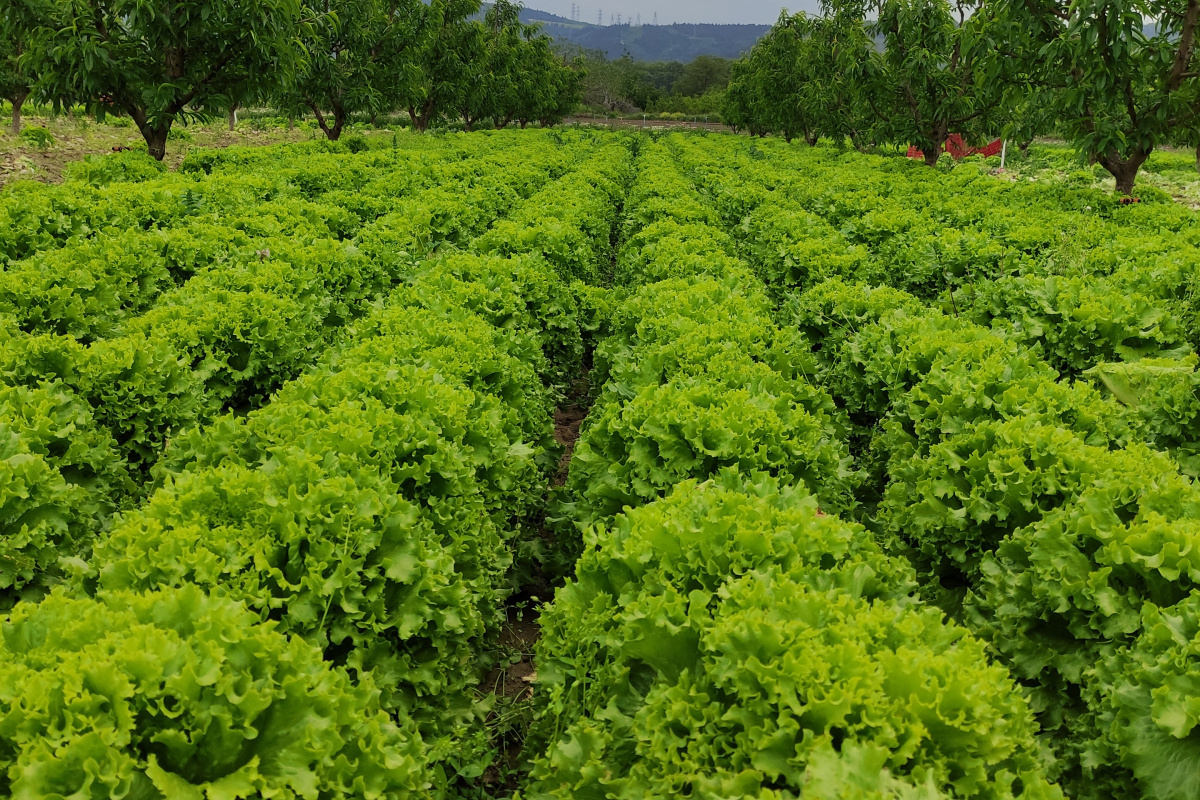 Marul tarlada 2 lira tezgahta 10 lira