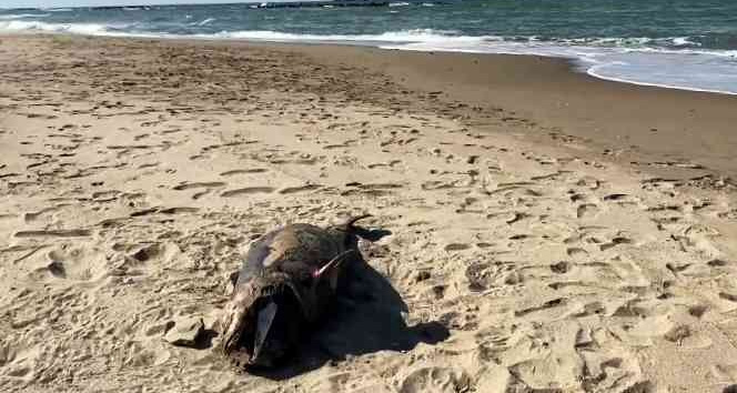 Sakarya’da ölü yunus balığı karaya vurdu