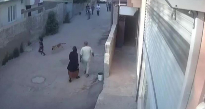 Sokak köpeğinin küçük çocuğa saldırdığı anlar kamerada