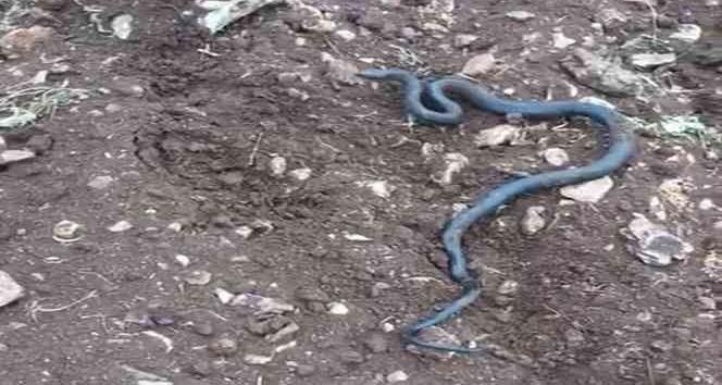 Arazi genişletirken kayaların altında 2 metrelik yılanlar çıktı