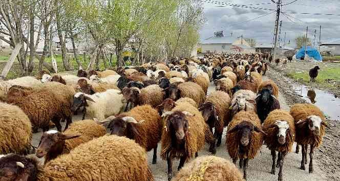 Ağrılı göçerler koyun sürüsüyle yaylaların yolunu tuttu