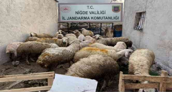 Jandarma koyun hırsızını kısa sürede yakaladı