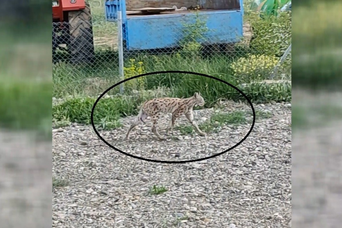 Nesli tükenme tehlikesi altında olan vaşak bahçede görüntülendi
