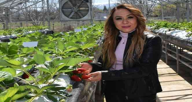 “Kalede Çilek Kadın Elinde Yetişecek” Projesi devrede