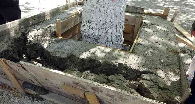 Ağacın kökünün betonla kapatılmasına karşı çıkan çevreci keserle betonu kırdı