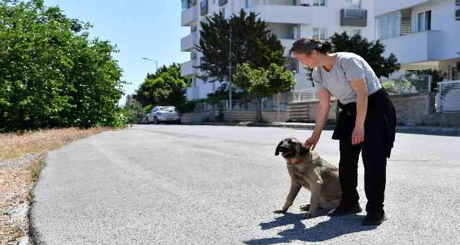 Dere yatağında mahsur kalan köpekleri Konyaaltı Belediyesi kurtardı