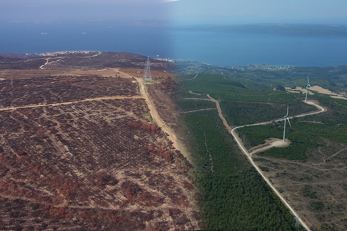 Çanakkale’de 2008 yılında küle dönen alan yeniden yeşillendi