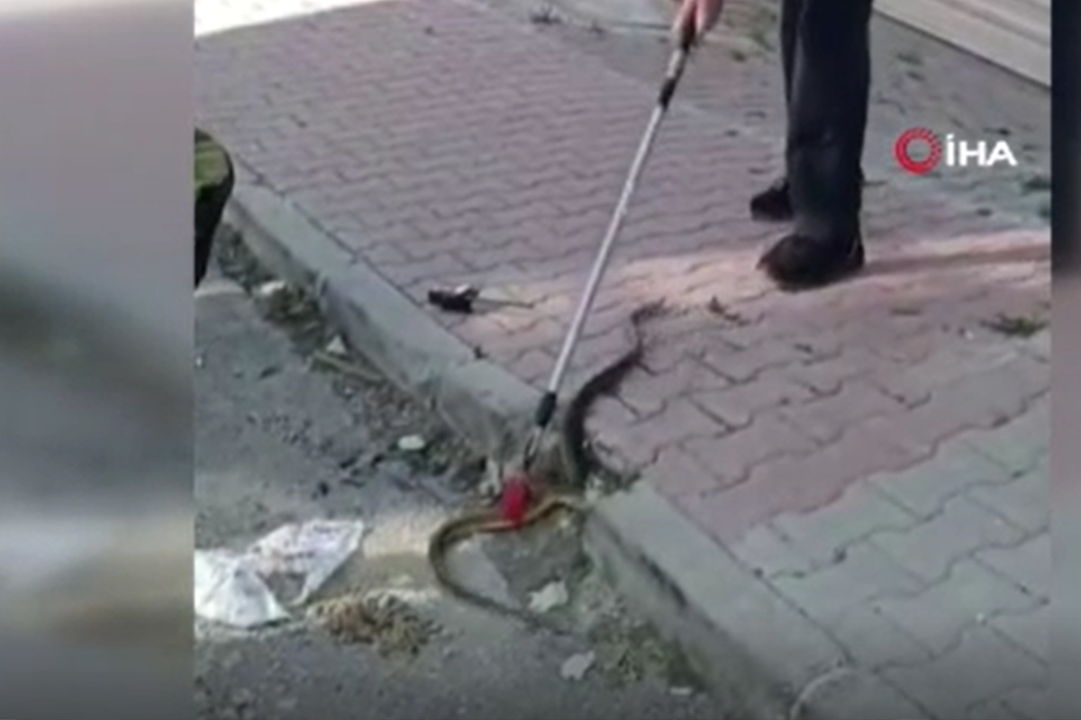 Arnavutköy'de sokak ortasında görülen yılan korku dolu anlar yaşattı