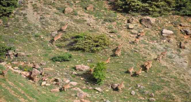 Tunceli’de yaban keçileri dron ile görüntülendi