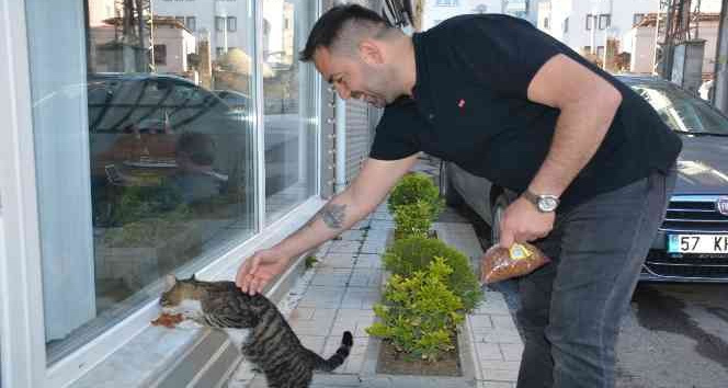 Sinoplu esnaf mahalledeki kedilere sahip çıkıyor