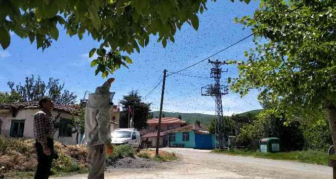 Köydeki arı istilasını fırsata çevirdi