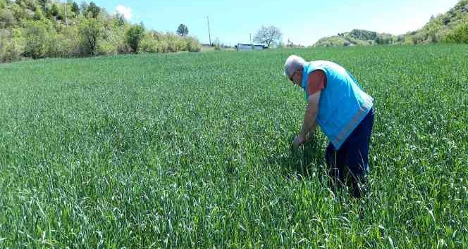 Şaphane’de buğday ekili alanlarda süne zararlısı ile ilgili saha incelemeleri