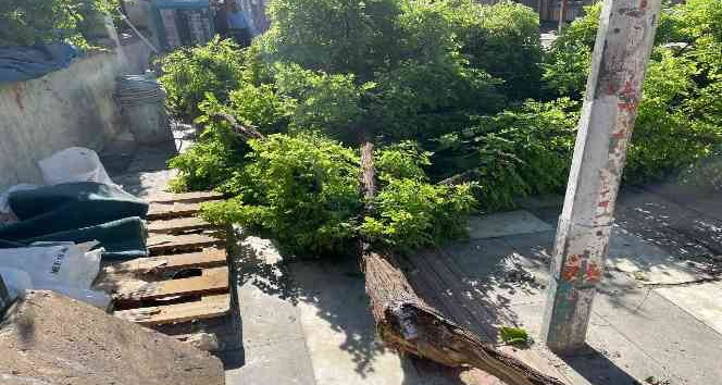 Şanlıurfa’da fırtına ağaçları devirdi