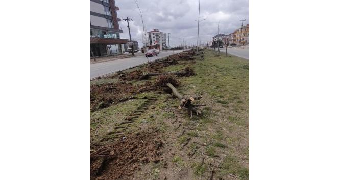 Ağaç katliamı yapan CHP’li belediyeden ilginç cevap: “Dekora uymuyor”