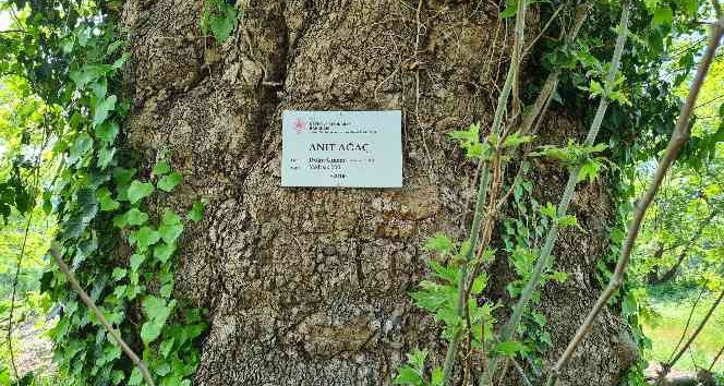 300 yıllık çınar ağaç, ’anıt ağaç’ olarak tescillendi