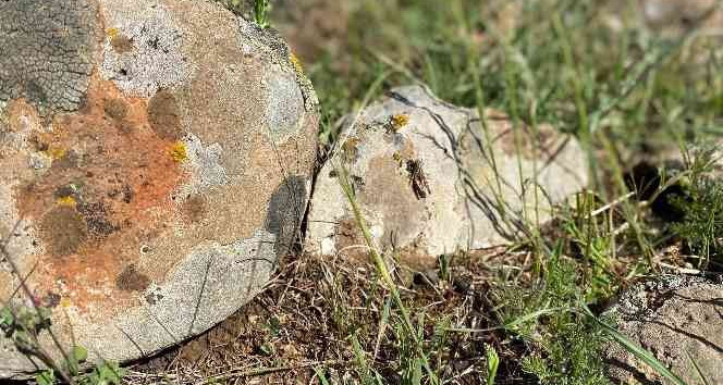 Kilis’te çekirge istilası