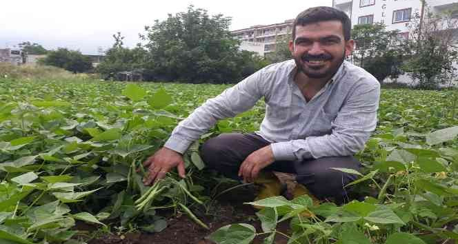 Tarlada kilosu 15 lira... Hatay’da taze fasulye hasadı başladı