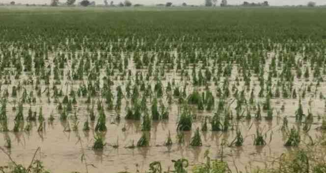 Kadirli’de 4 köyde dolu yağışı etkili oldu