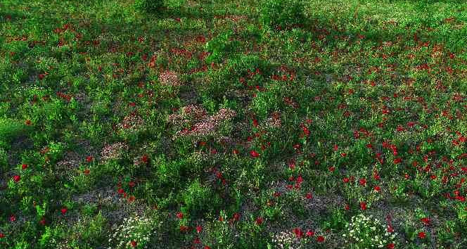 Şırnak’ta tarlalar kırmızıya boyandı, fotoğrafçılar için doğal stüdyo oldu